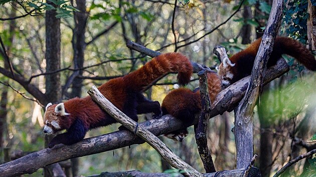 Po několika měsících od narození se mláďat pandy červené v ostravské zoo konečně odvážila do výběhu.