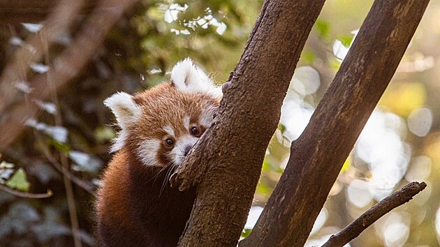 Po několika měsících od narození se mláďat pandy červené v ostravské zoo konečně odvážila do výběhu.