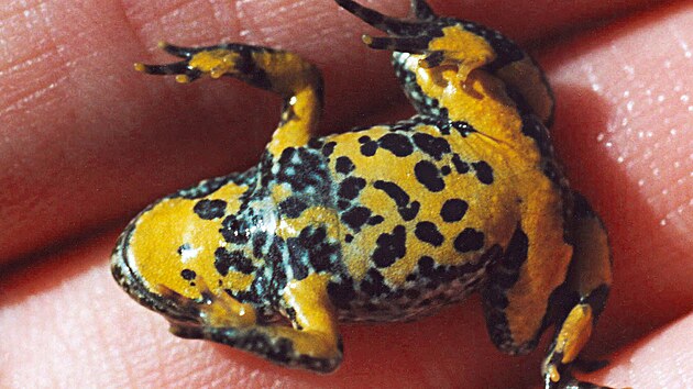Kuňka žlutobřichá je v Česku ohroženým druhem.