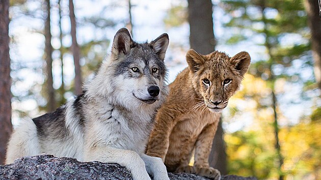Z filmu Vlk a lev