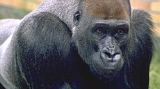 V noci na neděli uhynul gorilí samec Tadao v Safari Parku Dvůr Králové. | na serveru Lidovky.cz | aktuální zprávy