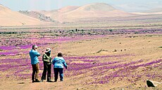 Fenomén v podob rozkvetlé pout v Chile láká turisty i experty. (18. íjna...