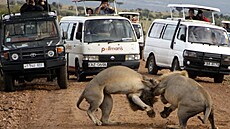 Keská pírodní rezervace Maasai Mara. turisté chtjí na vlastní oi vidt...