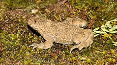 Ku�ka �lutob�ichá je �esku ohro�eným druhem.