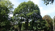 Jasan na Ol�anských h�bitovech