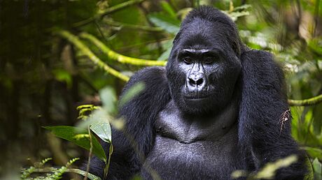 Gorily horské jsou kriticky ohroeným druhem, který se vyskytuje pouze v horské...