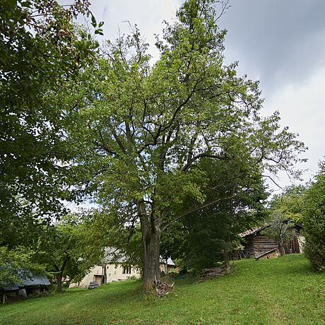 Oskerue (vepedu) je nejvtí ovocný strom ve stední Evrop. Pálenka z jeho...