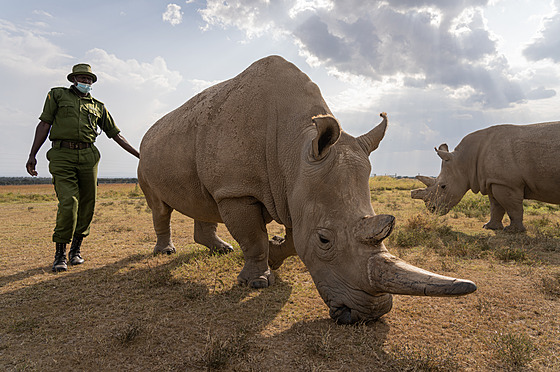 Nájin, samice nosorožce bílého severního