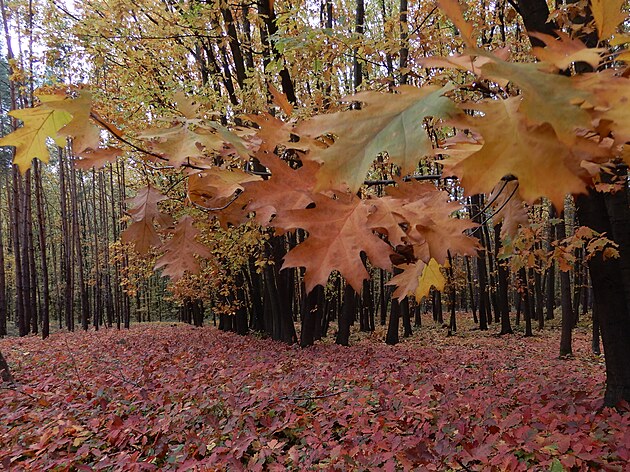 Podzim v Klánovickém lese