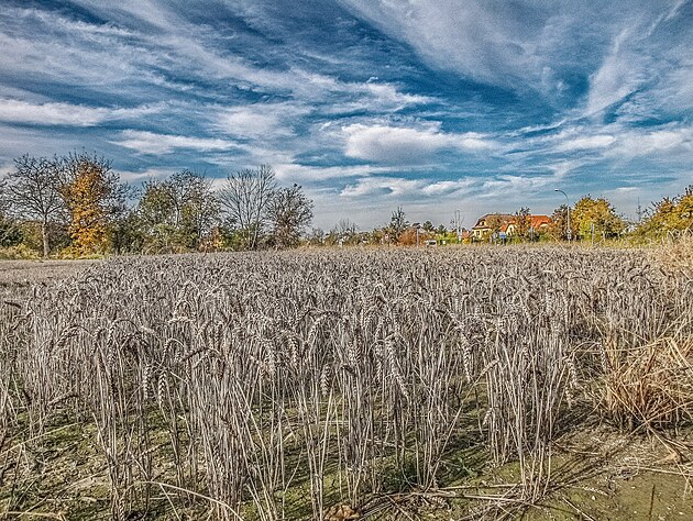 íjnová penice.