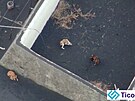 Uvznní psi na ostrov La Palma