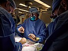 Ameri�tí léka�i poprvé úsp�n� dali ledvinu z geneticky upraveného prasete...