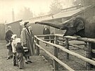 První slon indický Pepík v roce 1959, jedna z legend Zoo Ostrava.