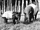 Nejvtím chovatelským úspchem v roce 1983 byl odchov tapíra abrakového.