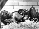 Velkým úspěchem roku 1997 bylo narození šimpanzí samičky Ziry.