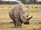 Nájin, samice nosoroce bílého severního.