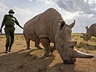 Nájin, samice nosoroce bílého severního