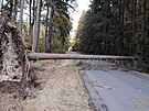 Hasiče v Plzeňském kraji zaměstnávají stromy popadané přes silnice, stržené...