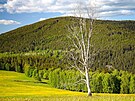 Jeden z nejfotografovanjch strom na umav nevydrel npor vtru a padl....