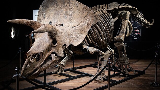 Hlava triceratopse je s kostním límcem monumentální.