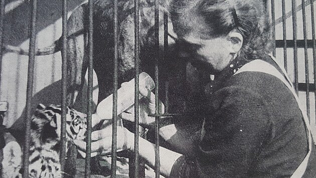Manelka prvnho editele Olga Vtkov peuje o mlata tygra benglskho narozen jet ve star zoologick zahrad v Ostrav-Kunikch.