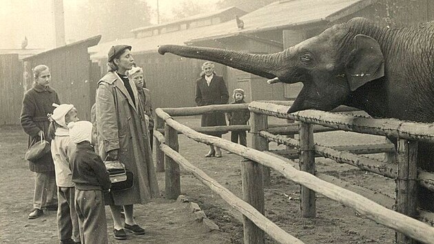 Prvn slon indick Pepk v roce 1959, jedna z legend Zoo Ostrava.