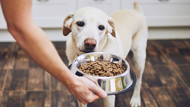 Psa krmte pravidelně, ideálně dvakrát denně. Pokud krmíte granulemi, vždy musí mít přístup k čerstvé vodě.
