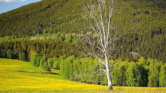 Jeden z nejfotografovanějších stromů na Šumavě nevydržel nápor větru a padl. Stál na louce mezi Srním a Prášily.