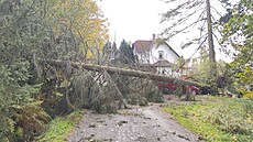 Na Karlovarsku spadl kvli silnému vtru strom na zaparkované auto i na chatu....