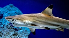 Žralok černoploutvý žije v mělkých lagunách v okolí korálových útesů v...