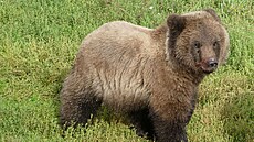 Mlád medvda hndého v národním parku Katmai - soutní íslo 909 (5. záí...