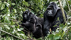 Gorily horské je nutné držet dál od lidí, a to jak od výzkumníků, tak od...