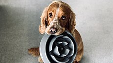 Pokud váš pes všechno hltá a krmivo nekouše, pořiďte mu speciální misku, která... | na serveru Lidovky.cz | aktuální zprávy