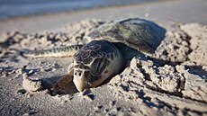 Moře vyplavilo na břeh mrtvou želvu. (16. dubna 2011)