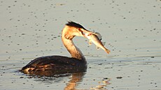 Hejna ptáků působí velké škody rybářům na osádce chovných rybníků.