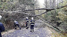 Hasie v Plzeském kraji zamstnávají stromy popadané pes silnice, strené...