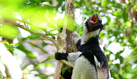 Madagaskarský lemur indri je jedním z kriticky ohroených druh a hrozí jeho...