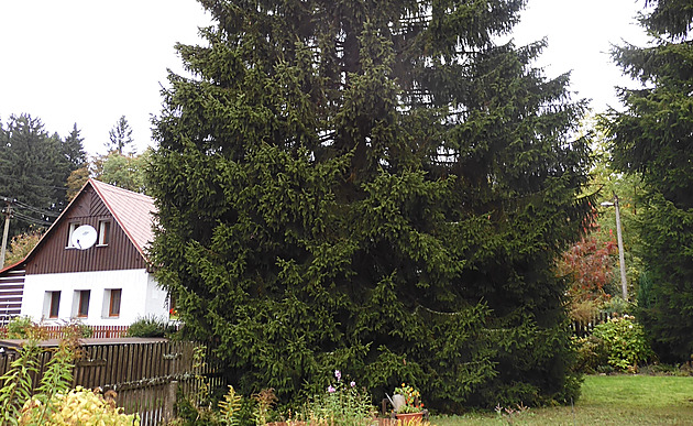 Váno�ní strom pro Prahu letos p�ijede z Libereckého kraje.