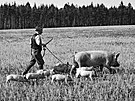 Zemdlec v Lánech vyvádí na pole prasnici se selaty. (28. srpna 1942)