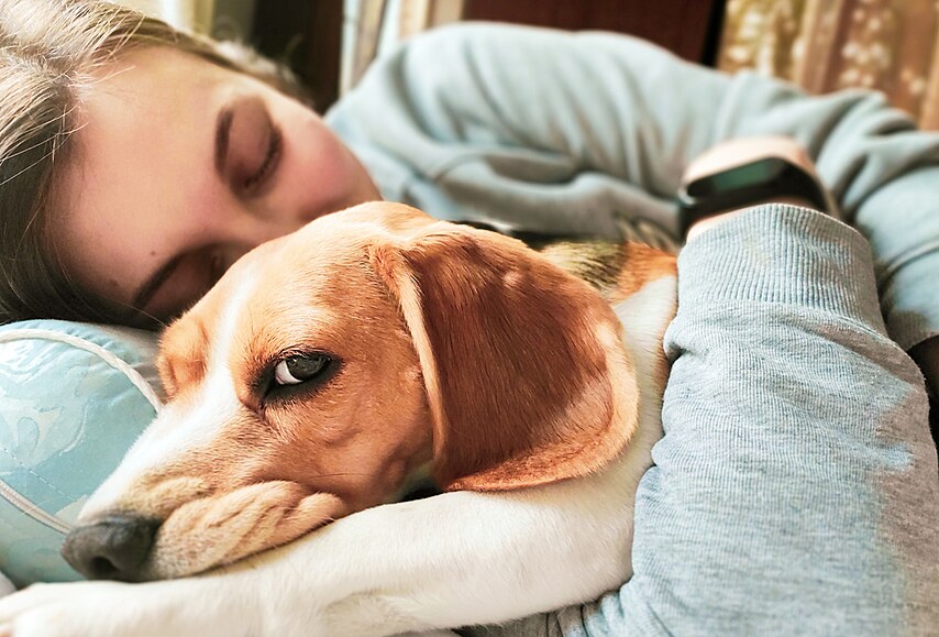 Psi v posteli vám pomohou zmírnit deprese, morče dejte na noc do klece