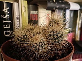 Fotografie pořízená smartphonem Huawei Nova 9