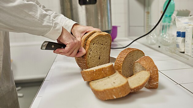 Na Mendelově univerzitě uvařili pivo z nepostřebovaného chleba, chtějí zamezit plýtvání.