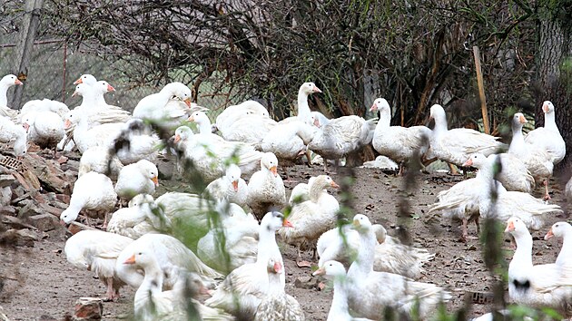 Na husí farmě v Rohozné u Jihlavy, kde byla v minulém týdnu zjištěna nákaza ptačí chřipkou, veterináři spolu s hasiči začali likvidovat celý chov. Utratit musí zhruba pět tisíc zvířat.