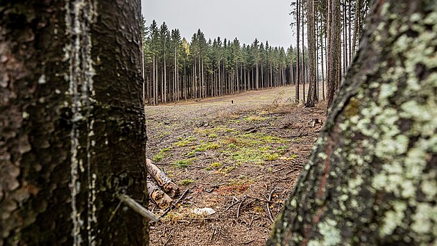 Budouc sjezdovka vede z Koruny, druhho nejvyho vrcholu Orlickch hor (2. 11. 2021).