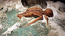 Ötziho ostatky nakonec ledový masiv vyjevil a vydal. Zachovaly se však ve velmi...