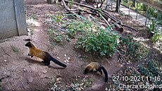 Vedle charz lutohrdlých lze sledovat i varana, makaka a baanty.