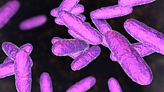 Klebsiella granulomatis, známá té� jako Calymmatobacterium granulomatis, je...