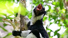 Madagaskarský lemur indri je jedním z kriticky ohroených druh a hrozí jeho...