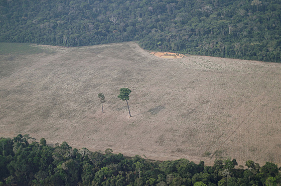 Odlesování amazonského detného pralesa v Brazílii (19. listopadu 2021)