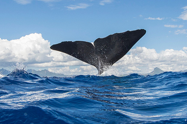 Karibský ostrov ochrání ohrožené vorvaně. Vytvoří jim vůbec první mořskou rezervaci